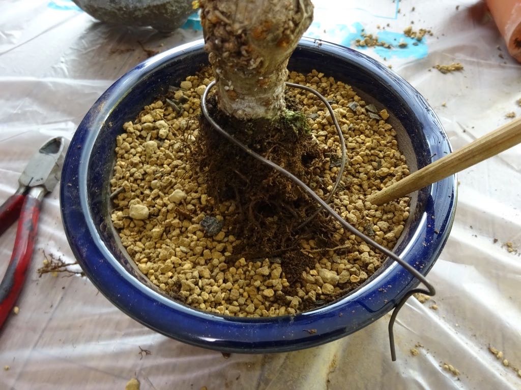 割り箸で突いて用土を入れる