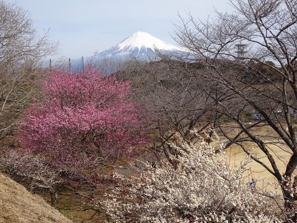 富士山と紅梅と白梅
