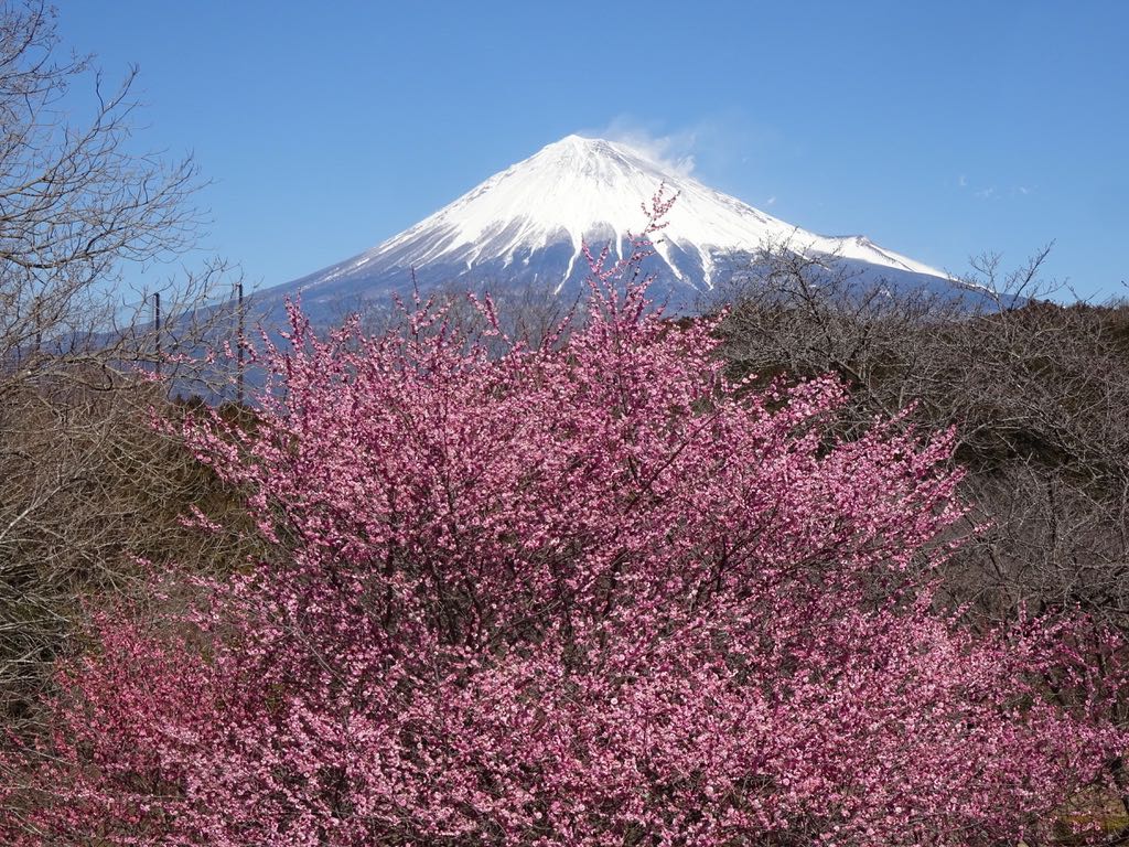 紅梅と富士山