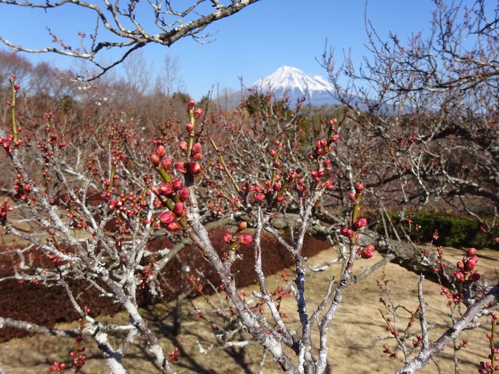 富士山を背景に紅梅のつぼみ