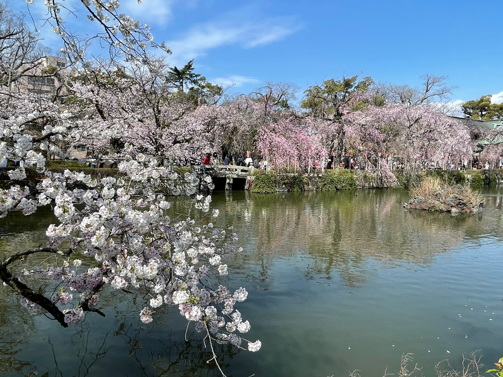神池越しの桜並木