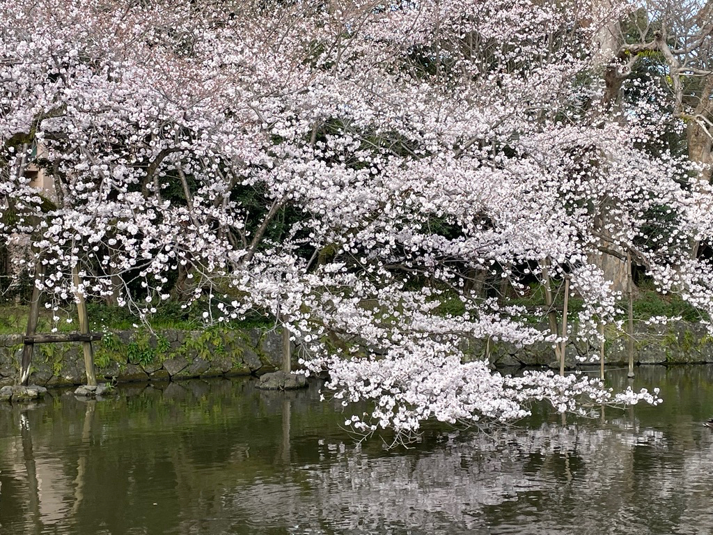 神池水面上に咲く桜