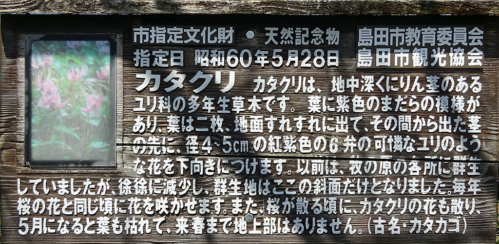 島田市 市指定文化財・天然記念物カタクリ
