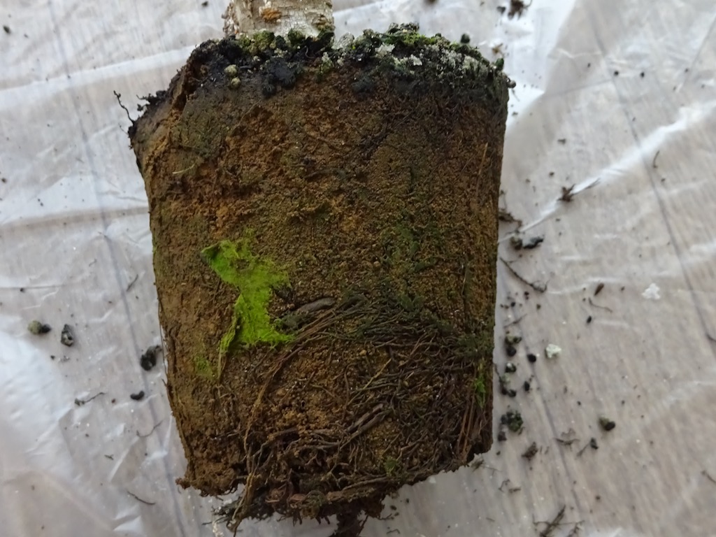 固まった古い土と根