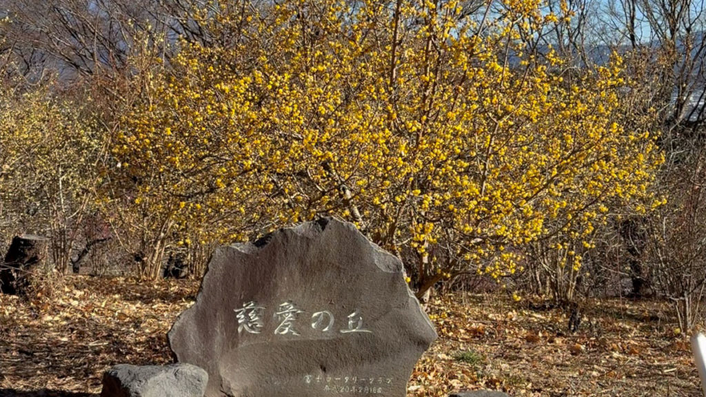 慈愛の丘の標石とロウバイ