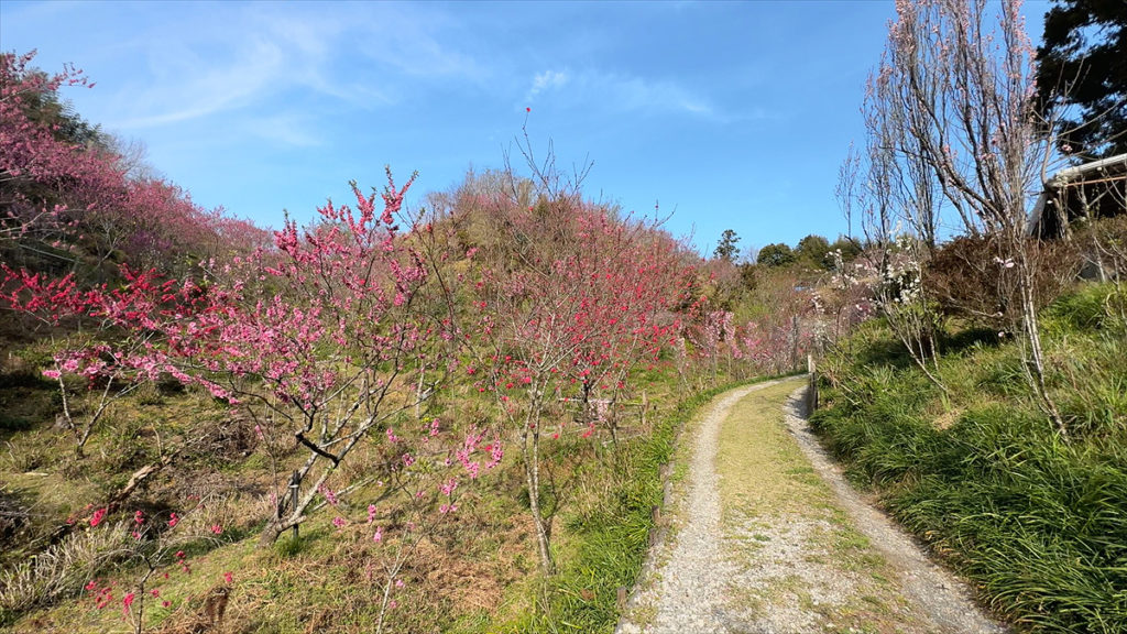 咲き誇る花桃