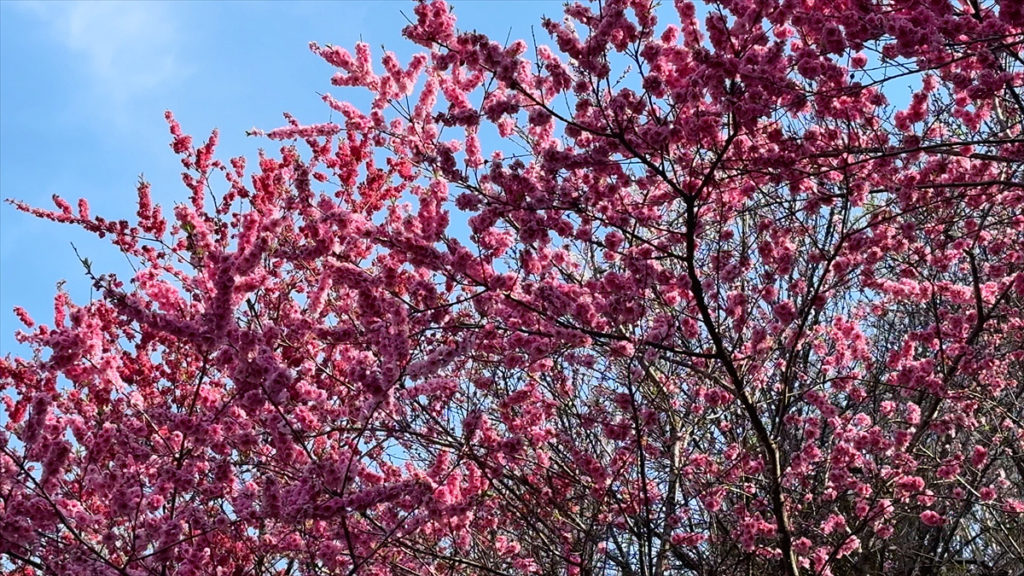 青空に映える花桃