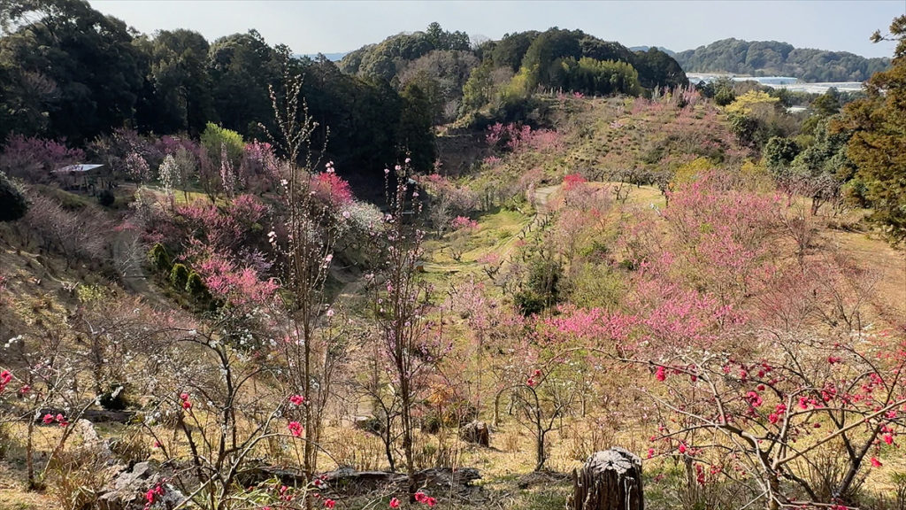 最高地点から公園内の花桃を一望