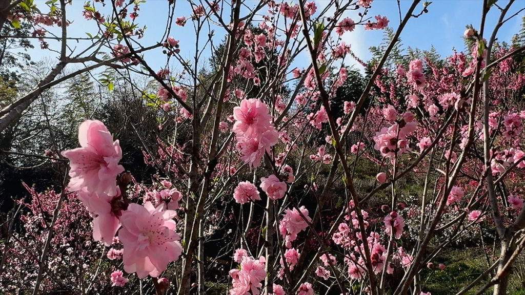 手が届きそうな花桃