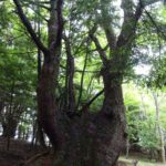 樹齢３００年カラマツ