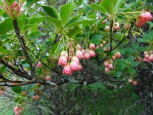 ドウダンツツジ