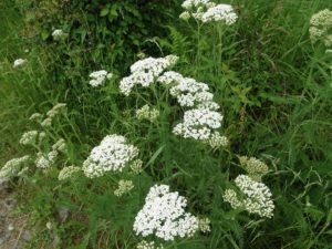 セイヨウノコギリソウ